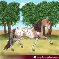 Horse Color:White Spotted Bay Sabino Blanket 