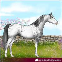 Horse Color:White Spotted Black Near Leopard 