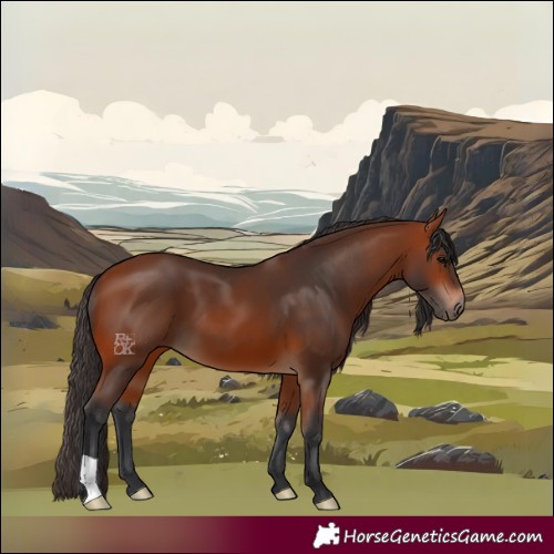 Horse Color:Bay 