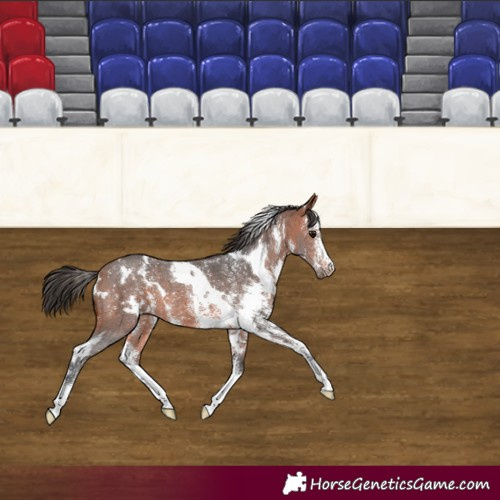 Horse Color:White Spotted Bay Sabino Rabicano 