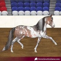 Horse Color:White Spotted Bay Sabino Rabicano