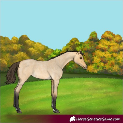 Horse Color:Buckskin Roan Dun Sabino