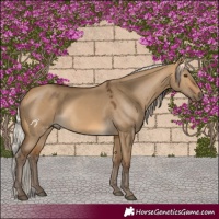 Horse Color:Silver Buckskin Dun