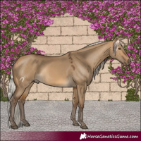 Horse Color:Silver Buckskin Dun 