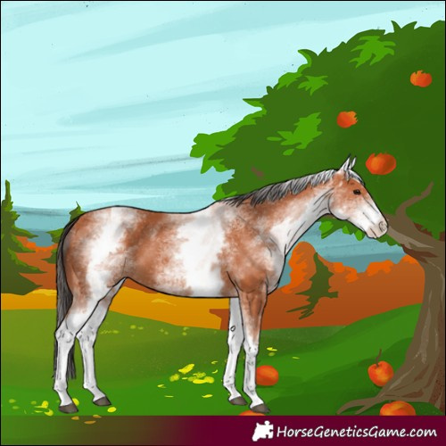Horse Color:White Spotted Bay