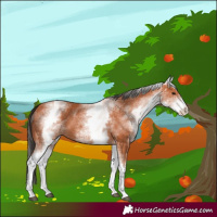 Horse Color:White Spotted Bay