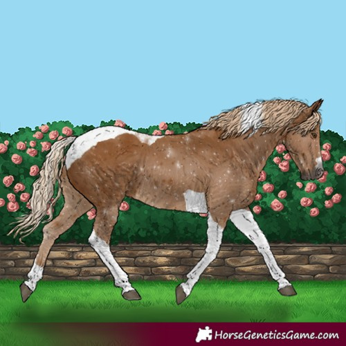 Horse Color:Gray Palomino Tobiano