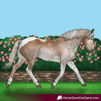 Horse Color:Gray Palomino Tobiano