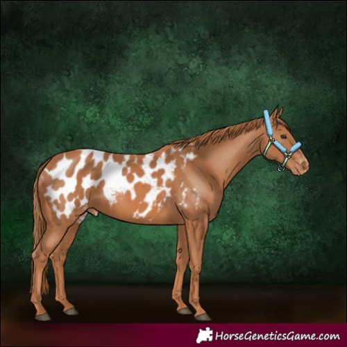 Horse Color:Chestnut Appaloosa 