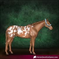 Horse Color:Chestnut Appaloosa