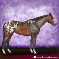 Horse Color:Bay Appaloosa 
