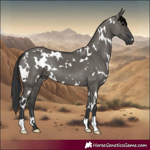 Horse Color:White Spotted Grullo