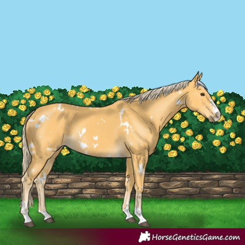 Horse Color:White Spotted Palomino 