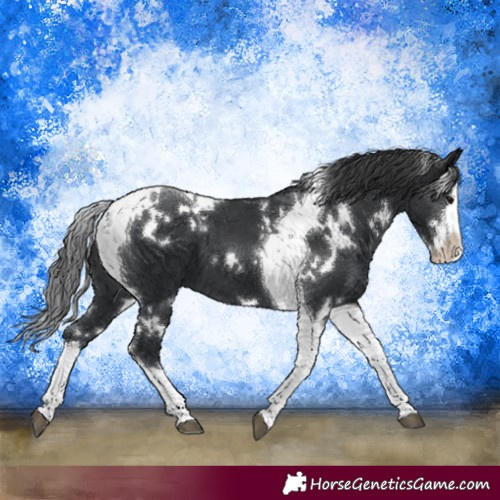 Horse Color:White Spotted Black Splash Tobiano