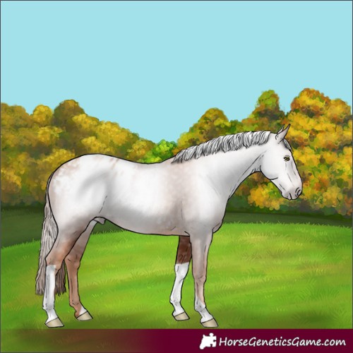 Horse Color:Gray Gold Champagne Tobiano Appaloosa