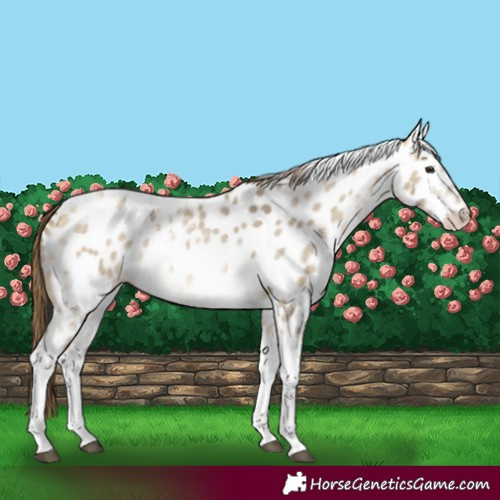 Horse Color:Buckskin Dun Sabino Tobiano Appaloosa 