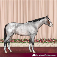 Horse Color:Brown Roan Appaloosa