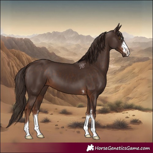Horse Color:Liver Chestnut 