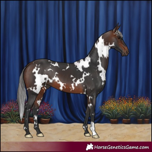 Horse Color:White Spotted Brown 