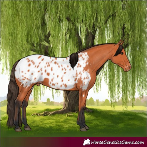 Horse Color:Bay Appaloosa 