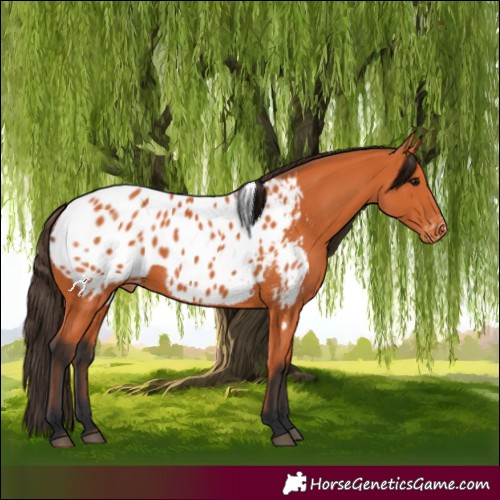 Horse Color:Bay Appaloosa 