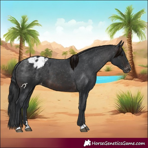 Horse Color:Brown Appaloosa