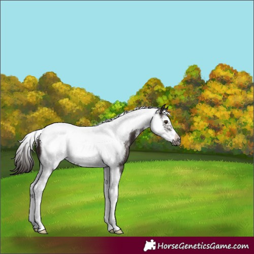 Horse Color:Liver Chestnut Sabino Tobiano Frame 