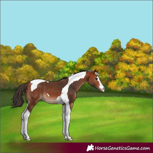 Horse Color:Bay Tobiano