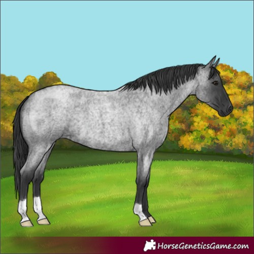Horse Color:Blue Roan