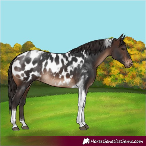 Horse Color:Brown Tobiano Appaloosa Rabicano