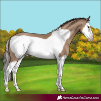 Horse Color:Classic Champagne Splash Frame