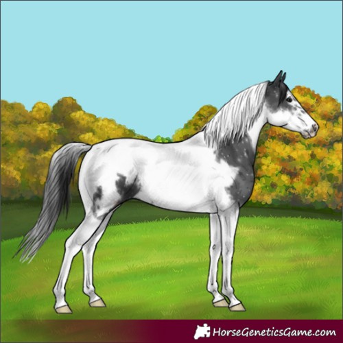 Horse Color:Black Tobiano Frame