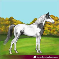 Horse Color:Black Tobiano Frame 