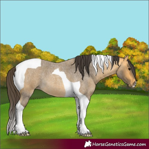Horse Color:Buckskin Roan Tobiano 