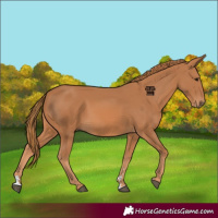 Horse Color:Chestnut 
