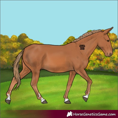Horse Color:Chestnut 