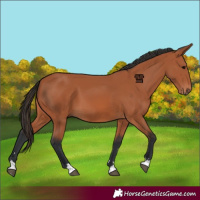 Horse Color:Bay 