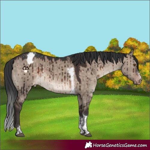 Horse Color:Brown Dun Mushroom Sabino Tobiano Appaloosa Rabicano Brindle 
