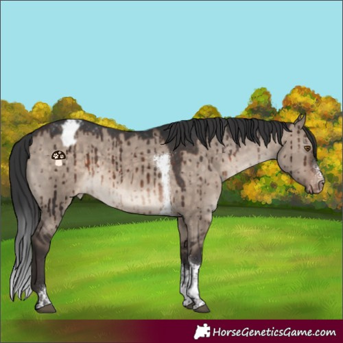 Horse Color:Brown Dun Mushroom Sabino Tobiano Blanket Rabicano Brindle