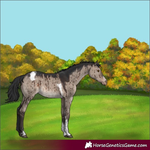 Horse Color:Brown Dun Mushroom Sabino Tobiano Appaloosa Rabicano Brindle 