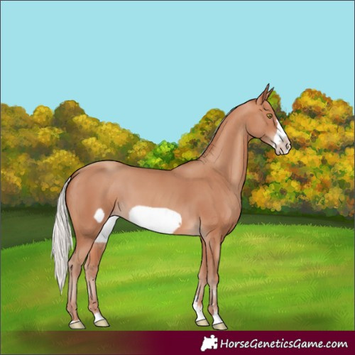 Horse Color:Silver Sable Champagne Frame