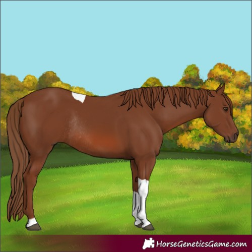 Horse Color:Chestnut Tobiano Rabicano 