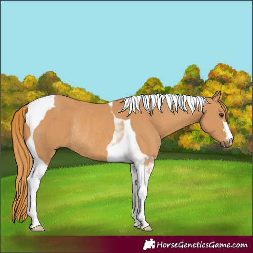 Horse Color:Chestnut Tobiano Rabicano 