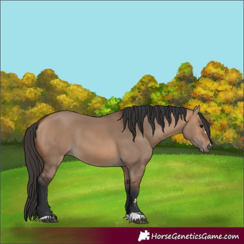 Horse Color:Bay Dun
