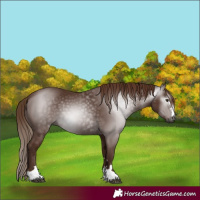 Horse Color:Gray Chestnut 
