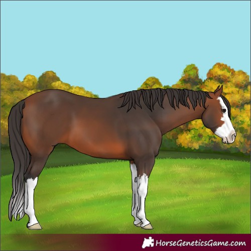 Horse Color:Bay Splash 