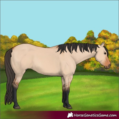 Horse Color:Bay Dun 