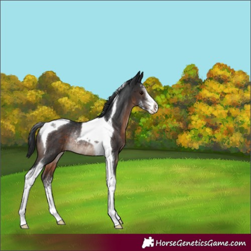 Horse Color:Brown Sabino Tobiano Rabicano 