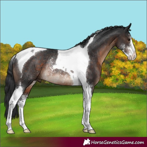 Horse Color:Brown Sabino Tobiano Rabicano 