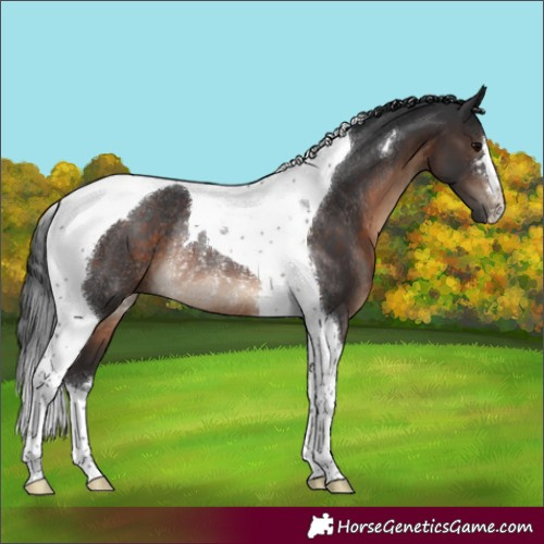 Horse Color:Brown Tobiano Rabicano
